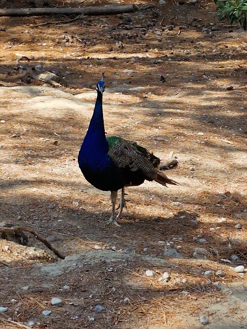 Plaka Forest