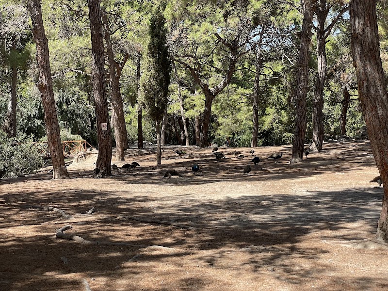 Plaka Forest