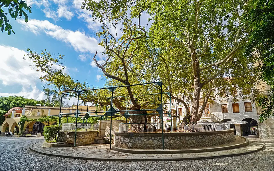 Hippocrates Plane Tree