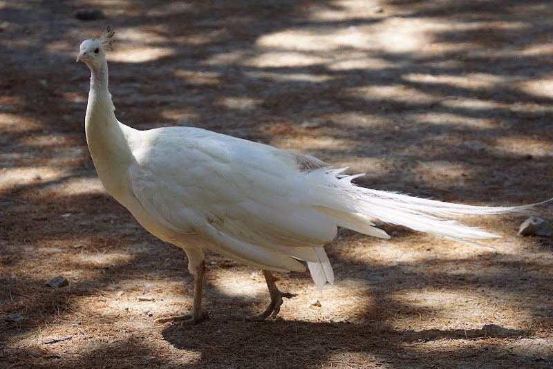 Plaka Forest