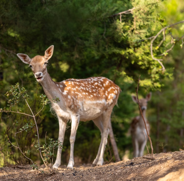 Gallery image for Natural Park